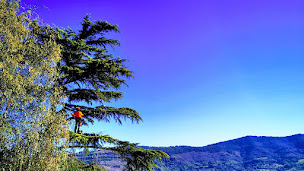 Photo n°1 de Ariège Élagage à Verniolle (Service d'élagage)