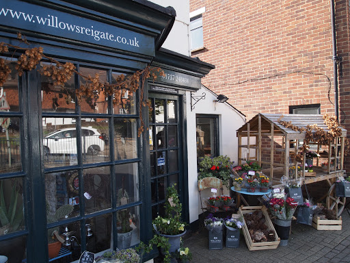 Willows Flowers - Visual