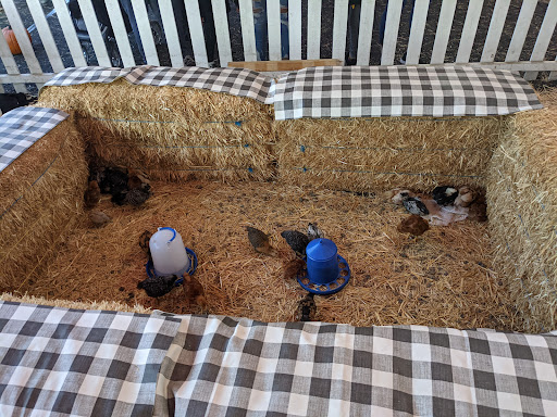The Pumpkin Patch - Visual