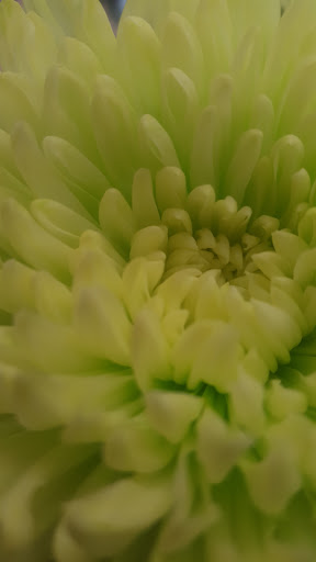 Katoomba Florist - Thumbnail