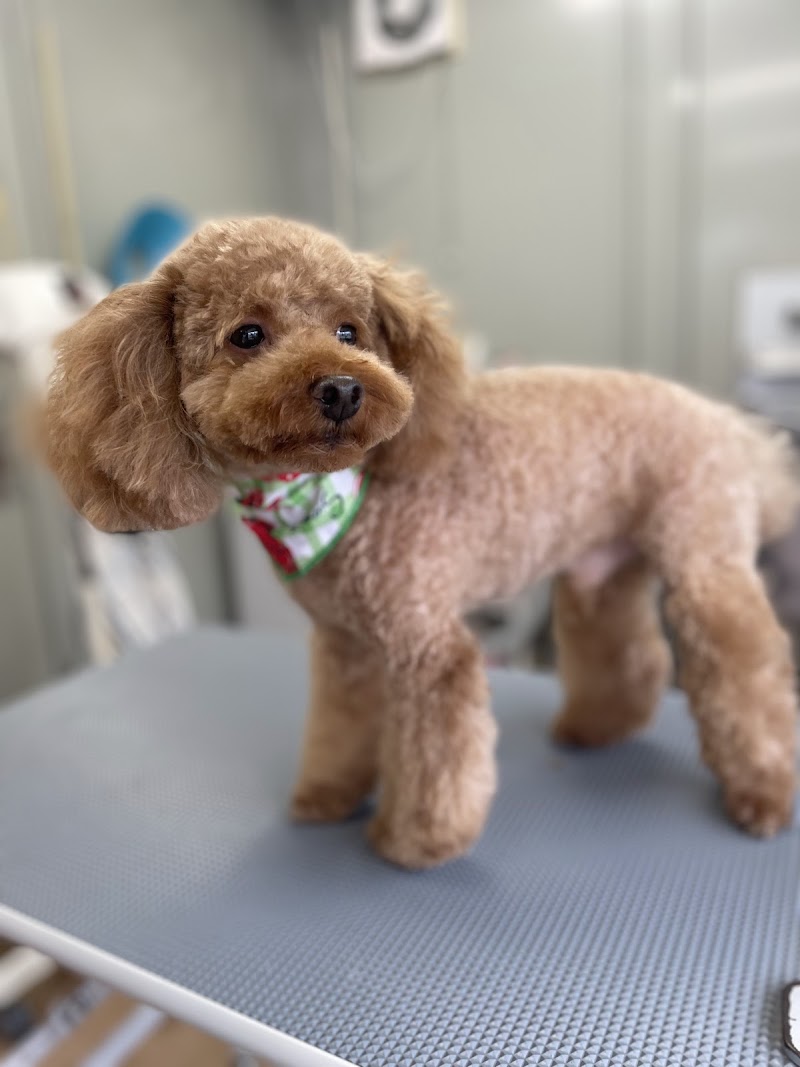 犬の美容室わんCute