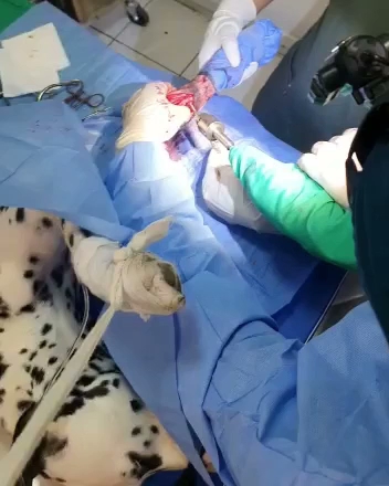 Opiniones de Intovet en Vitacura - Veterinario