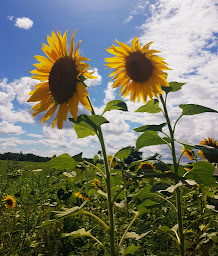 Photo n°26 de Ferme Belardia à Saint-Saud-Lacoussière (Ferme)