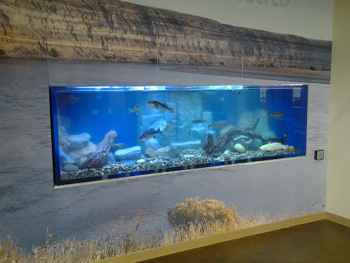 Fish Guys - Visual