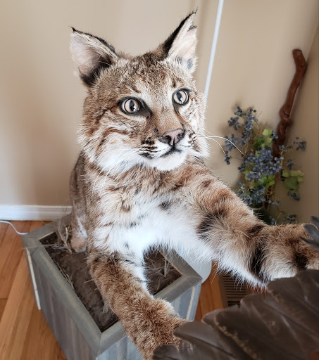 Weathermon Taxidermy - Thumbnail