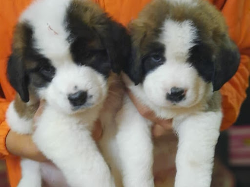 🐕Super quality St.bernard male female puppy available in indore mp. post image