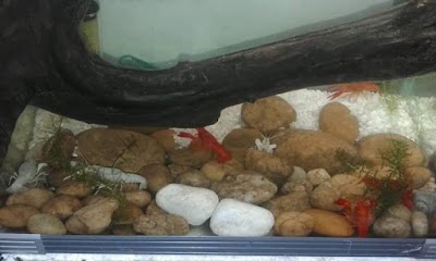 Photos of Aha Aquarium