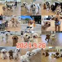 いぬの保育園 ペロ