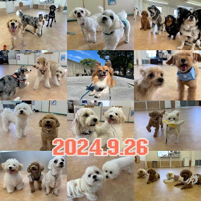 いぬの保育園 ペロ