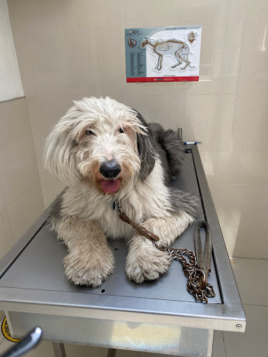 Dog Veterinary Hospital Life - Thumbnail