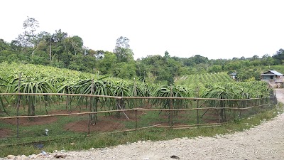 Photos of Kebun Buah Naga