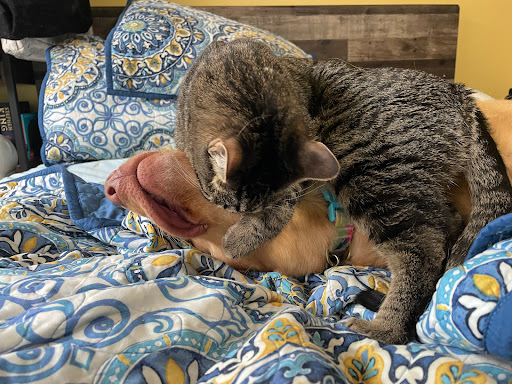 Mayfair Animal Hospital & ER - Thumbnail