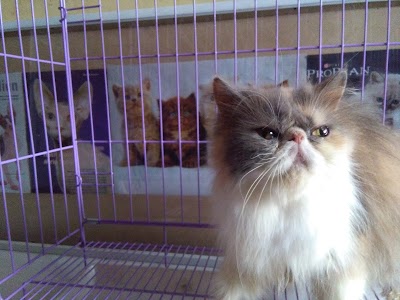 Photos of Erlangga Petshop
