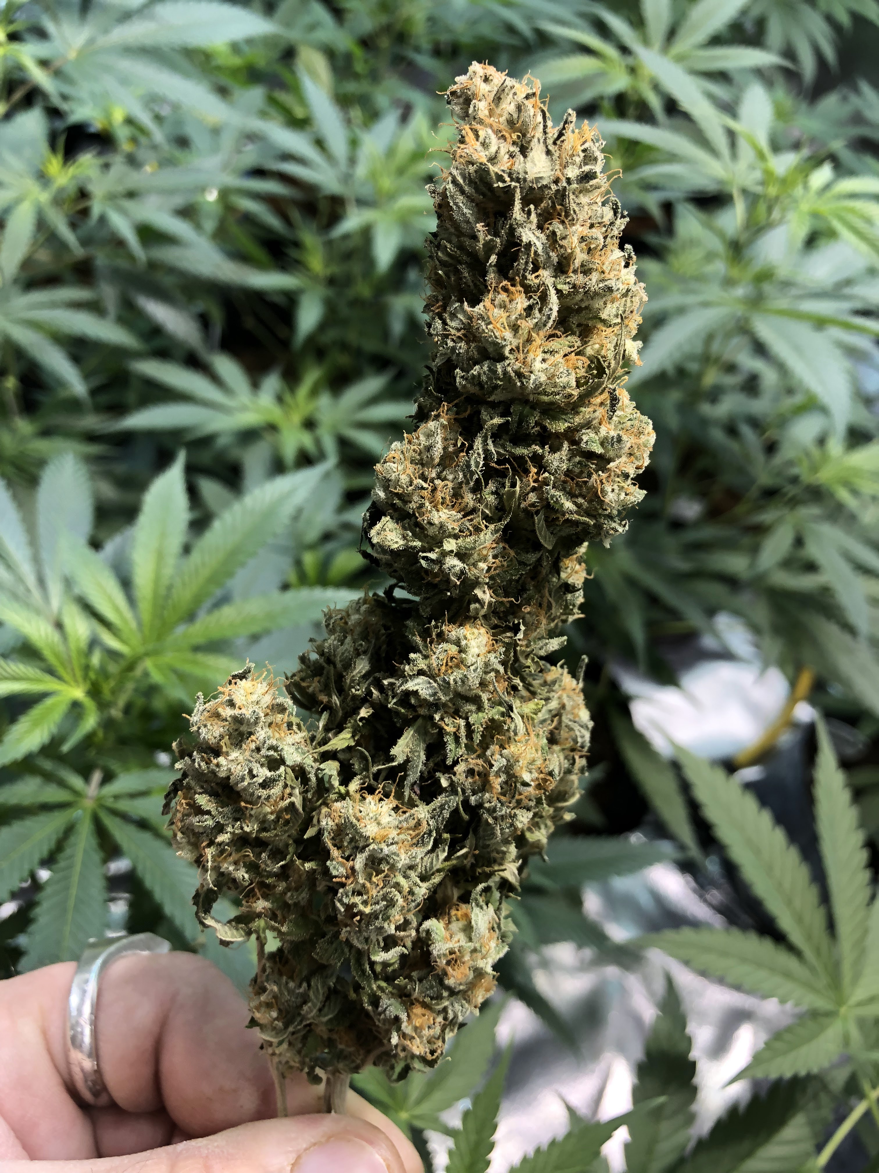 The Classy Goat Cannabis Farm LLC