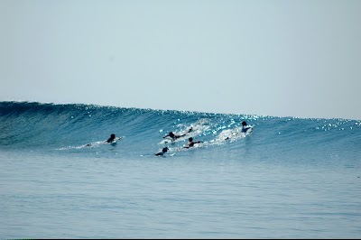 Photos of Surf Point: Chicken
