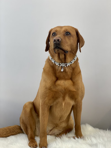 Barkingdales Pet Spa