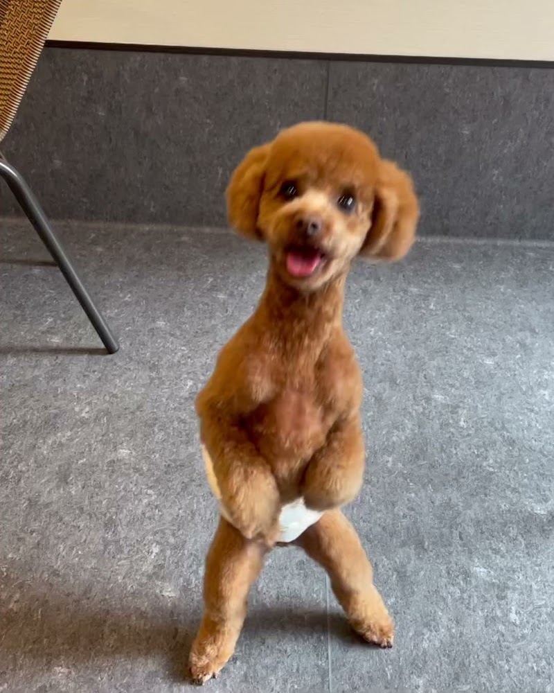 ドッグサロン Udog