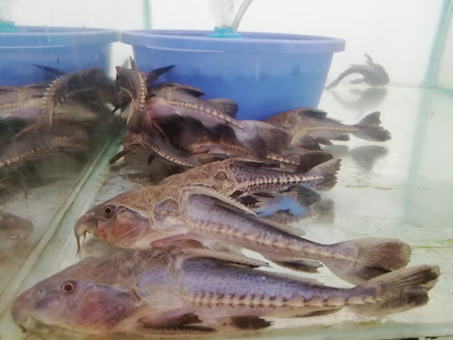 Catfish Aquarium - Thumbnail
