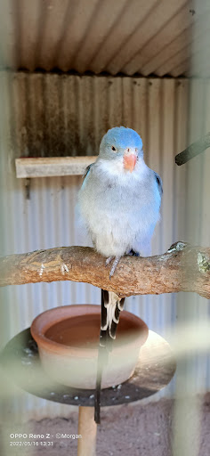 Birds 'N All Gallery - Australia