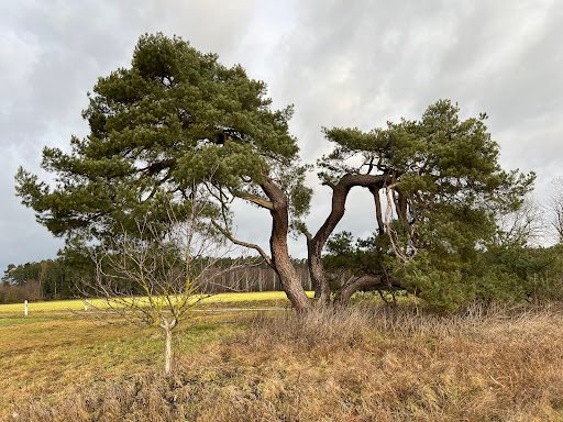 Kraberbaum - Visual