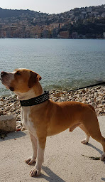 Photo n°4 de Sarl Pattes Et Patee à Contes ()