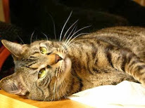 Le Royaume des Chats à Montarnaud