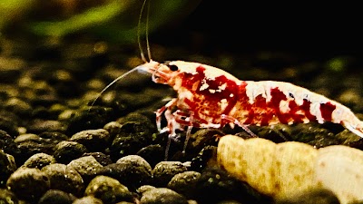 Shrimp Aquatics