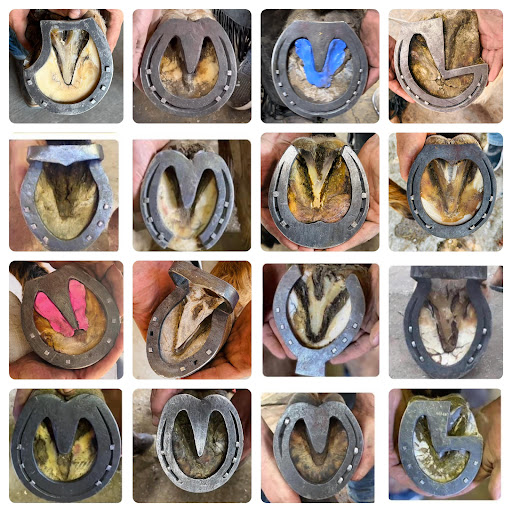 Idaho Horseshoeing School