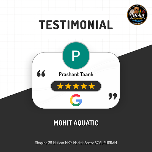 Prashant Taank loved the exceptional service at MOHIT AQUATIC, the best aquarium shop in Gurugram… post image