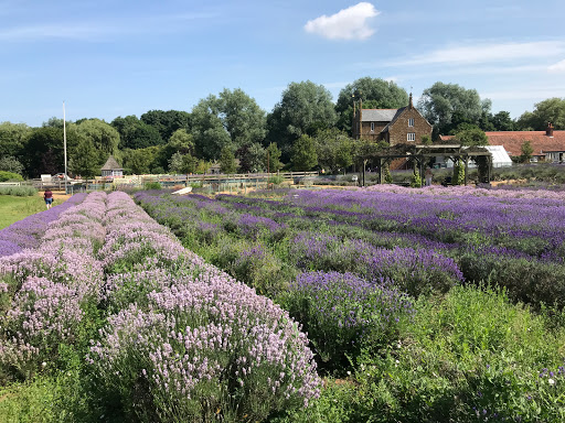 The Lavender Lounge - Thumbnail