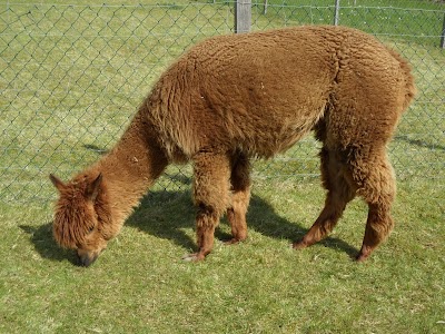 zoo
