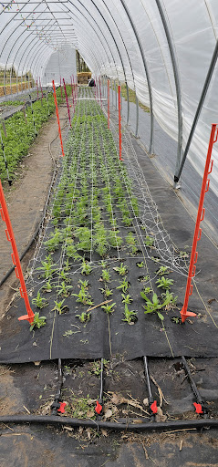Hicks Farms Ltd. - Thumbnail