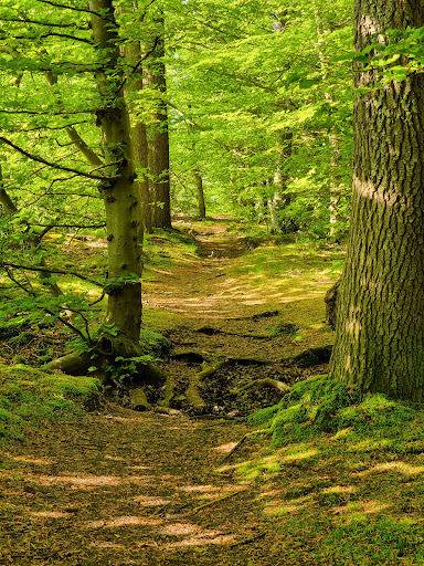 Voßlocher Wald