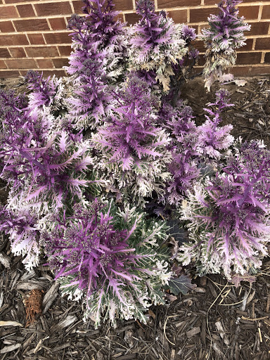 Don's Plants - Thumbnail