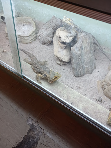 Red Crest Pet Shop - Thumbnail