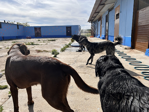 Hotel para perros La Guarida Residencia Canina