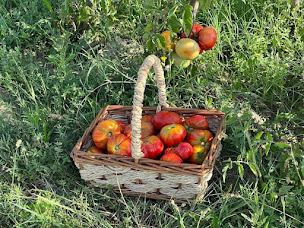 Photo n°15 de Les roses canal du midi à Capestang (Ferme bio)