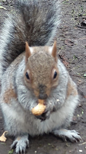 Squirrel force headquarters - Visual