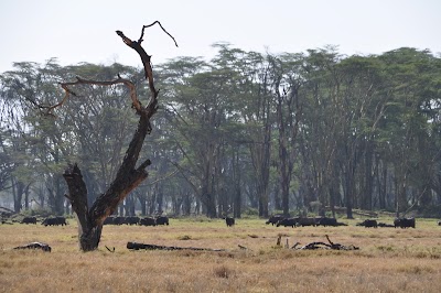 Photos of Lake Nakuru National park