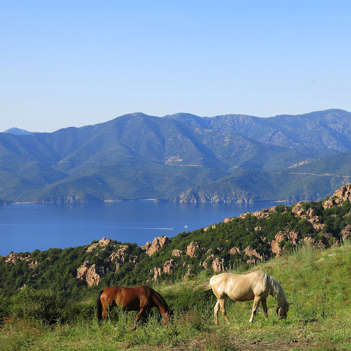 Corsica Dreams - Thumbnail