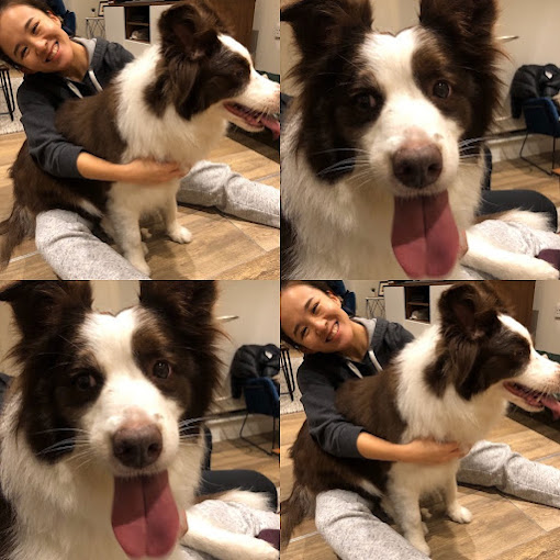 best pet sitter in singapore