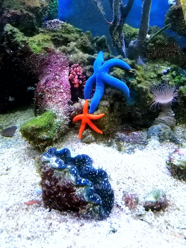Tropic Aquarienservice Anlagenbau und Pflege für Süsswasser- und Meerwasseraquaristik - Thumbnail
