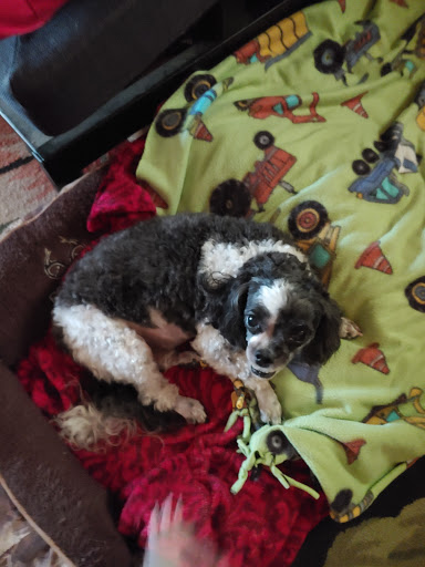 Gina's Scissor Works Pet Grooming - Thumbnail