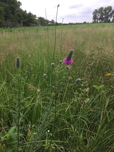 Fertig Tallgrass Prairie - Thumbnail