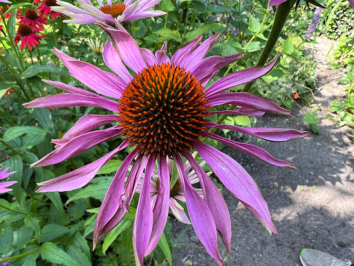De Kapeltuin