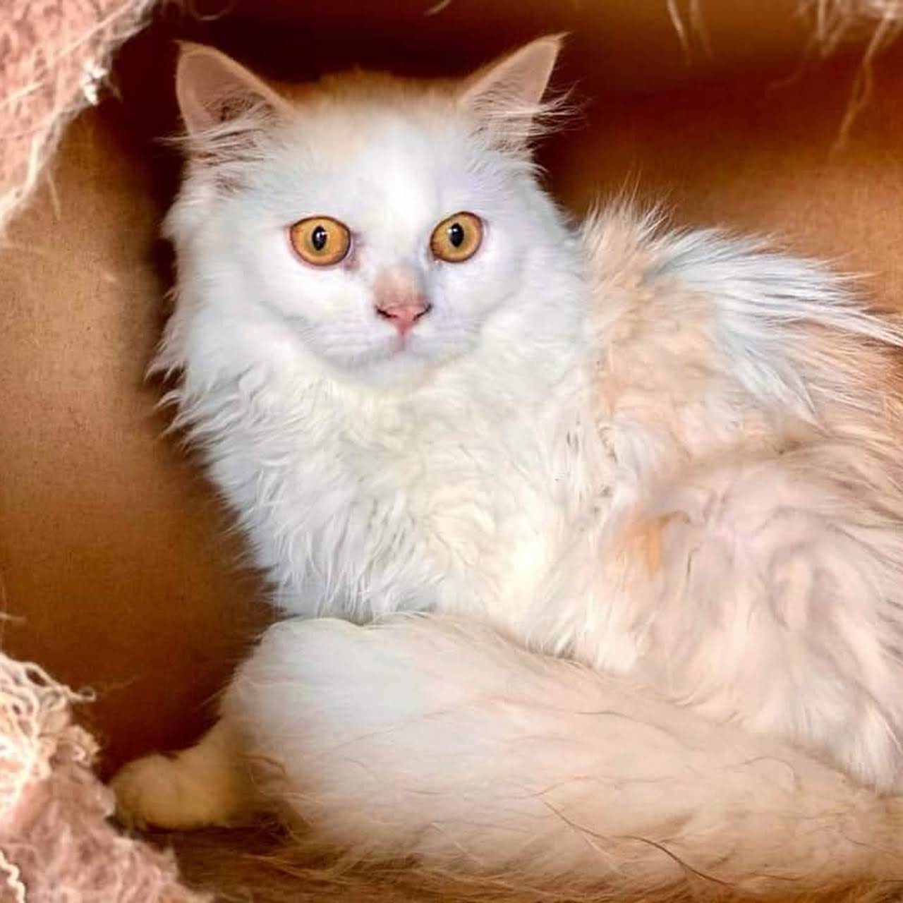 ZoOMania Pet Shop Pet Shop in grand baie