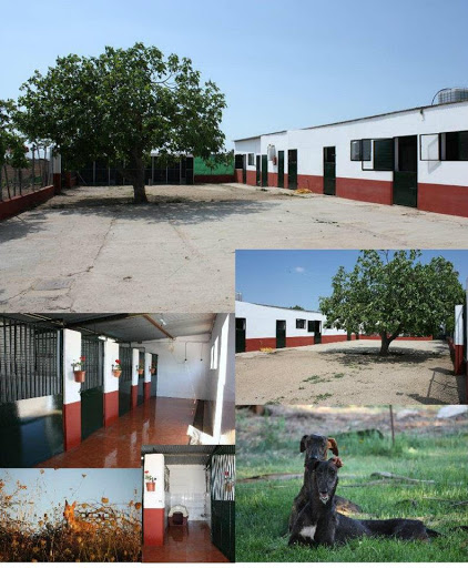 Hotel para perros Residencia Canina el hogar del perro