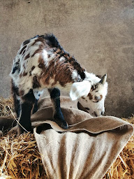 Photo n°5 de LA PETITE FERME à Saint-Agrève (Ferme bio)