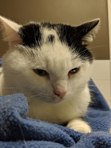 St. John’s Veterinary Hospital Gallery - Canada