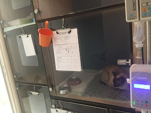 Photo n°17 de Clinique Vétérinaire de la Vilaine à Guipry-Messac (Clinique vétérinaire)